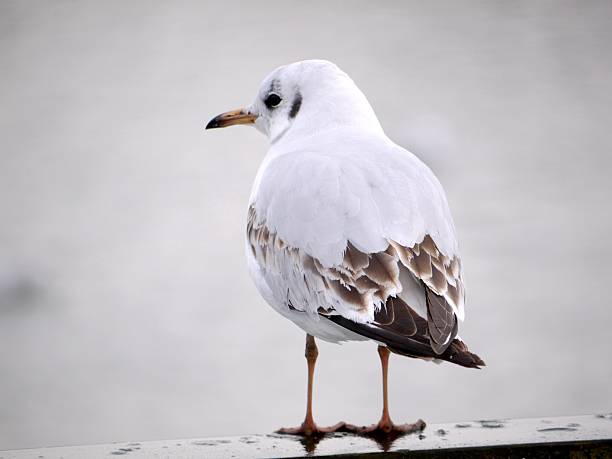 istock Seagull perched on a fence with snow background 532914049