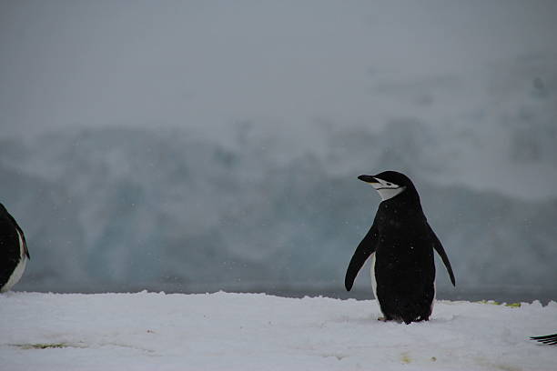 solitário pinguim-barbudo na ilha de half moon, à antártida - half moon island horizontal penguin animal imagens e fotografias de stock