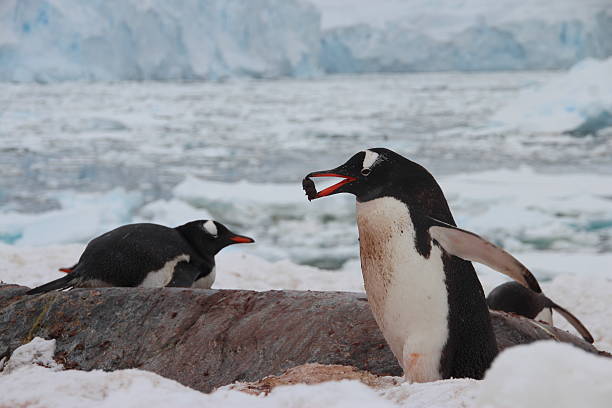 pinguins gentoo, ilha de cuverville, antártica - gentoo penguin - fotografias e filmes do acervo