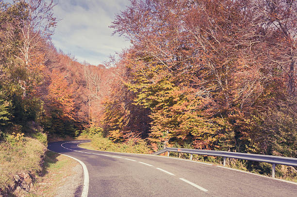 istock Road in the forest in autumn, fall colors 532914939