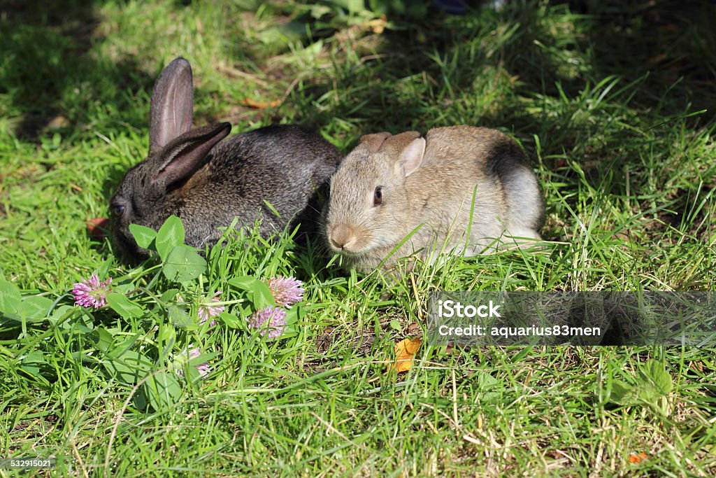 two rabbits rabbits eating grass in the forest 2015 Stock Photo