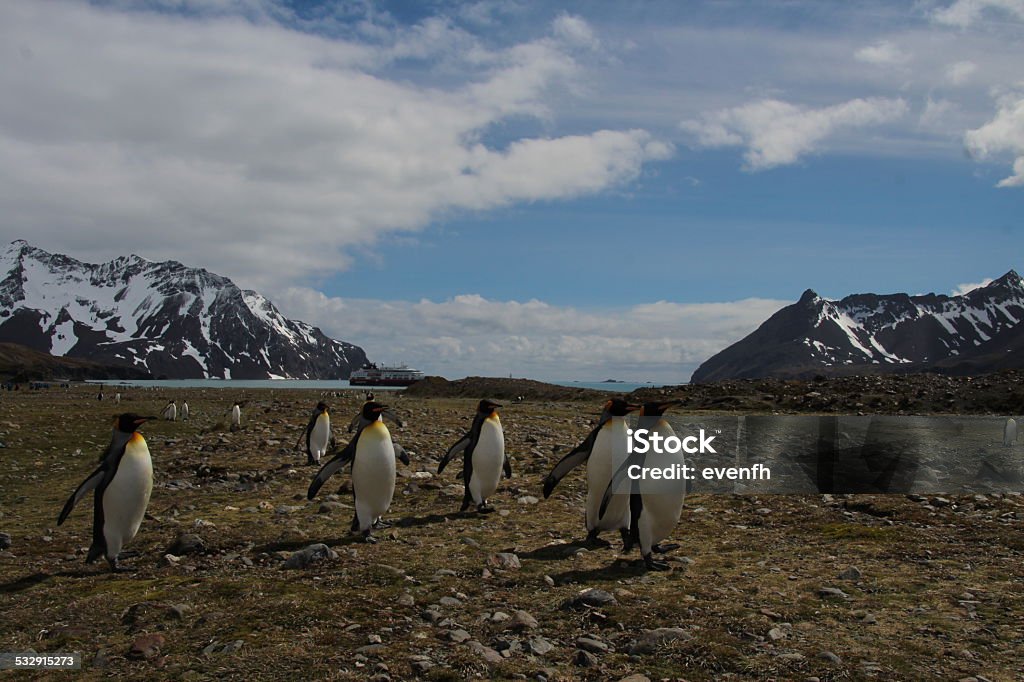 King penguins, Fortuna Bay, South Georgia 2015 Stock Photo