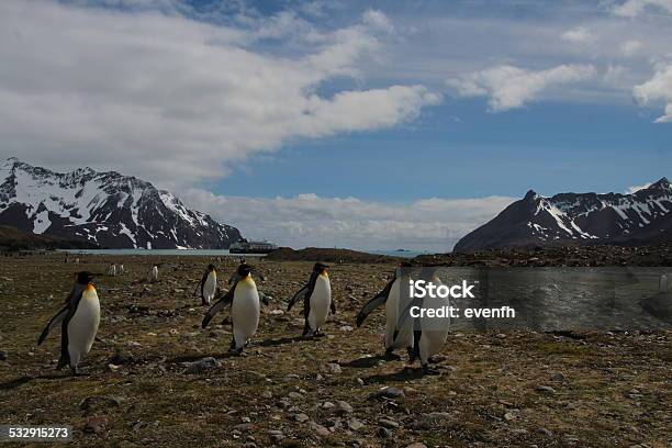 King Penguins Fortuna Bay South Georgia Stock Photo - Download Image Now - 2015, Animal Wildlife, Animals In The Wild