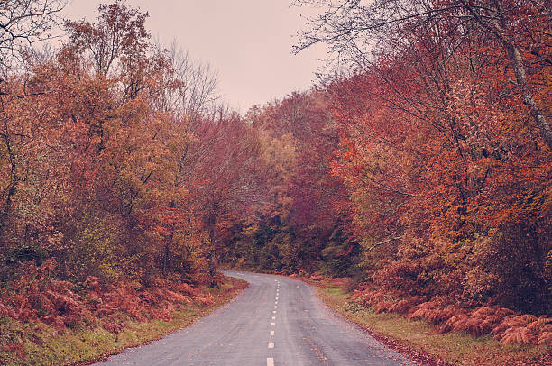istock Road in the forest in autumn, fall colors 532915495