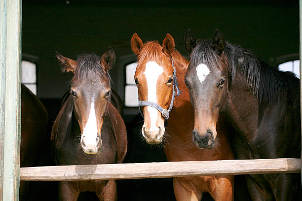 istock Funny thoroughbred horses at the corral door 532915853