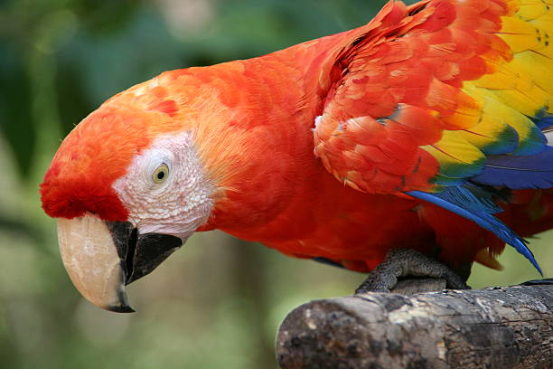 istock Scarlet macaw, Copan, Honduras 532916137