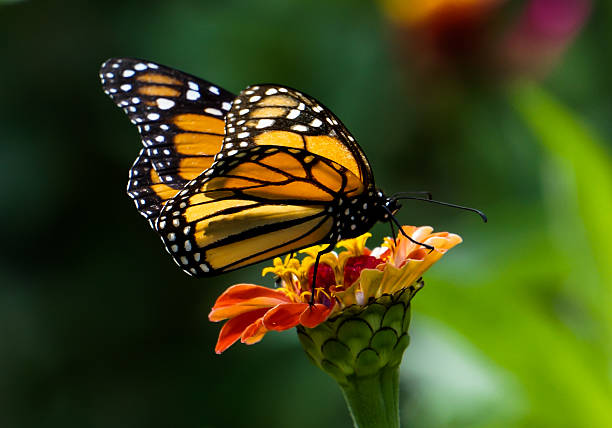 istock Monarch Butterfly on Red Flower 532917221