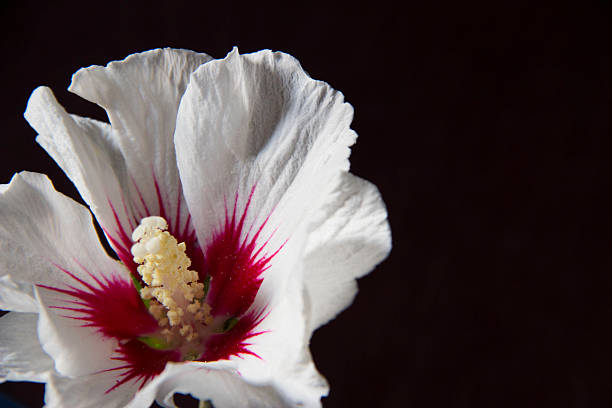 A white Rose of Sharon on a black background. The center of the flower is a beautiful shade red.