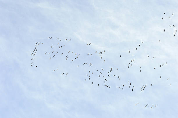 gansos ser formatado para o aeroporto do sul - vogelzug imagens e fotografias de stock