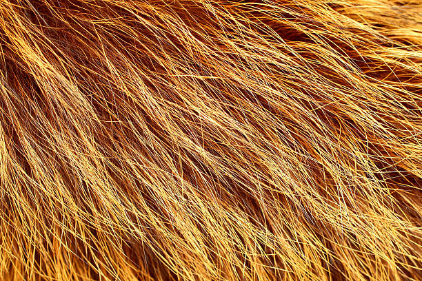 istock Yellow and black colored fox fur 532918617