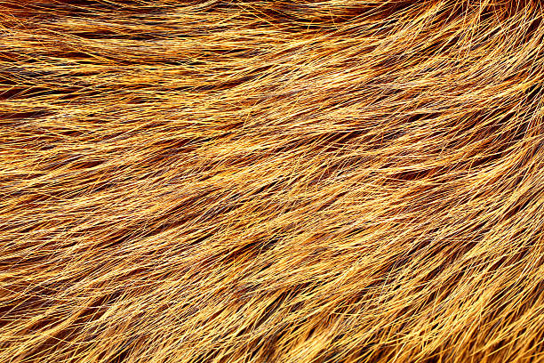 istock Yellow and black colored fox fur 532918623