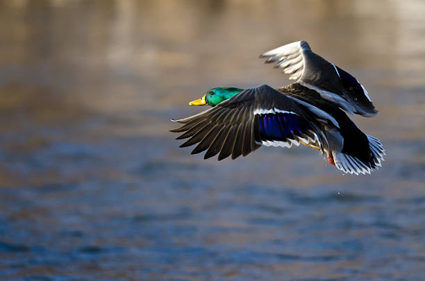 istock Mallard Duck Coming in for a Landing 532918649
