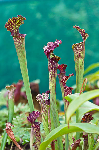 Pitcher plants (Nepenthes) stock photo