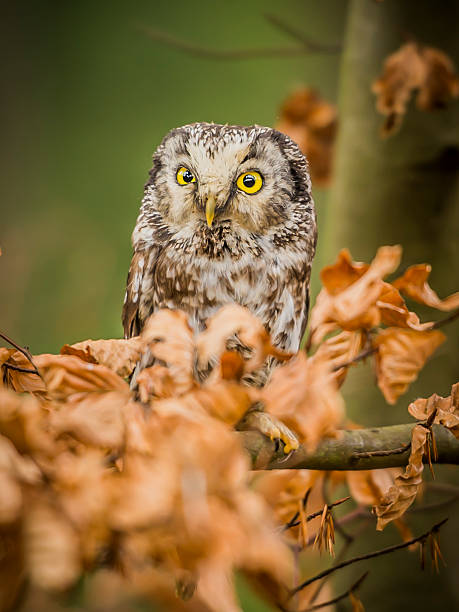 istock Beautiful Boreal Owl [Aegolius funereus] 532920183