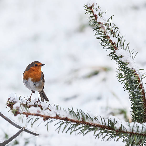 istock European Robin, Erithacus rubecula, in snow 532934007