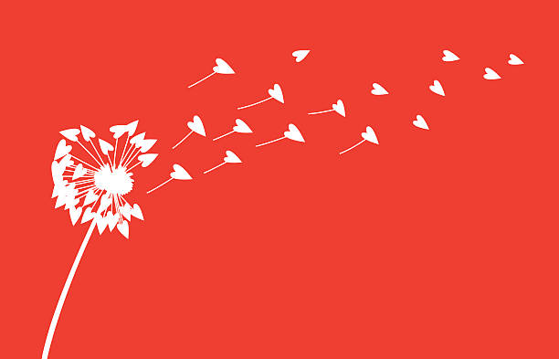 löwenzahn mit herzen - flower dandelion stock-grafiken, -clipart, -cartoons und -symbole