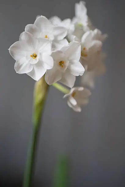 Close-up of paperwhite narcissus flowers against a grey steel background.