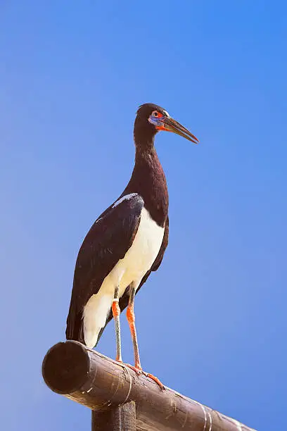 The Black Stork, Ciconia nigra is a large wading bird in the stork family Ciconiidae. It is a widespread, but rare, species that breeds in the warmer parts of Europe.