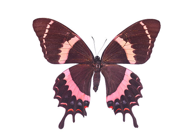 Swallowtail butterfly Isolated rare red papilio garamsanus