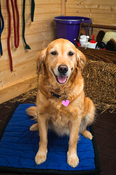 istock Golden Retriever looking at camera in a barn 532937107