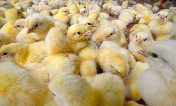 istock Broiler Chicks on Chicken Farm 532937173