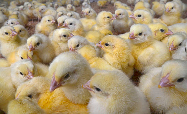 istock Broiler Chicks on Chicken Farm 532937427
