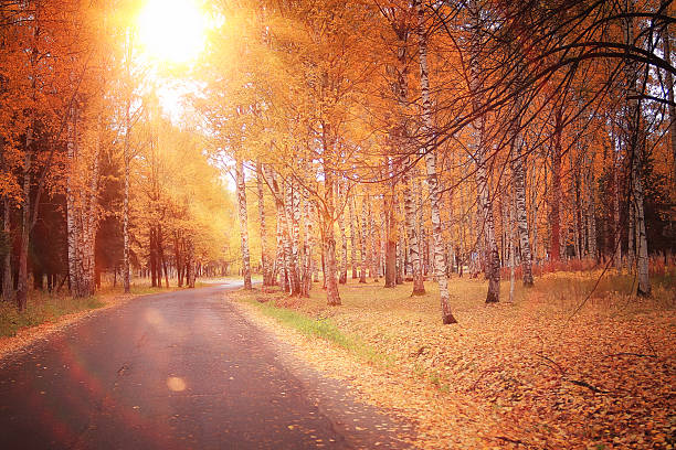istock autumn park forest, landscape yellow 532937563