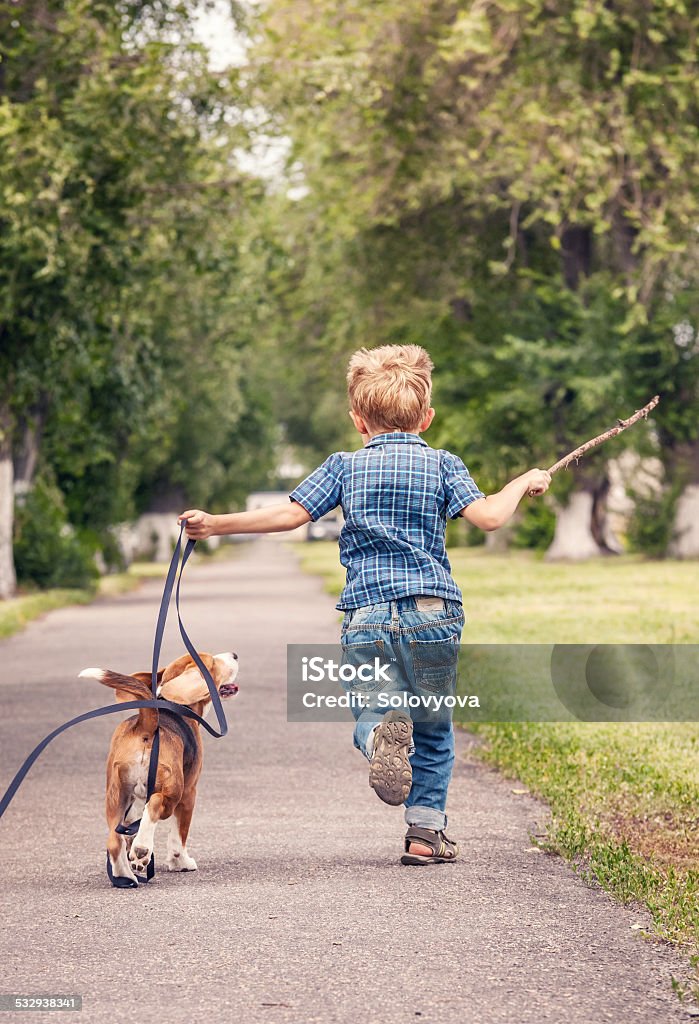 Little boy playing with his beagle puppy Beagle Stock Photo