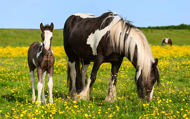 Skewbald mare and foal, Swine Moor, Beverley, Yorkshire, UK. Beverley, Yorkshire, UK. A skewbald mare and foal graze on Swine Moor lush with grass and buttercup flowers on a spring afternoon near Beverley, Yorkshire, UK. east riding of yorkshire photos stock pictures, royalty-free photos & images