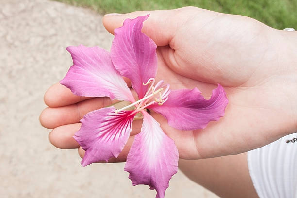istock Purple flower 532939407