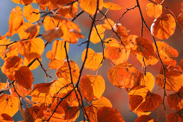 istock orange yellow leaves on a branch concept autumn 532939457