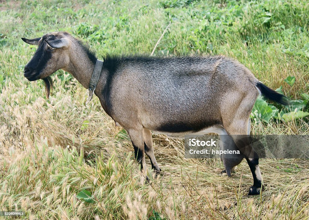Black Goat Mom with Milk Black goat walking in the ripen rye field, udder full of milk 2015 Stock Photo