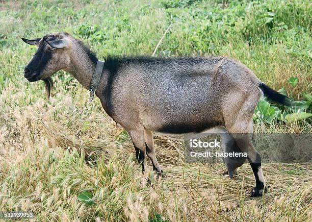 Black Goat Mom With Milk Stock Photo - Download Image Now - 2015, Agricultural Field, Agriculture