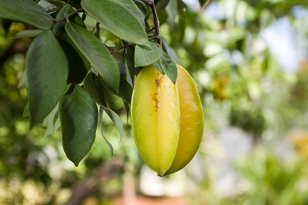 Fresh star fruit (Carambola fruit) or star apple  on tree in the garden of Thailand, Close Up