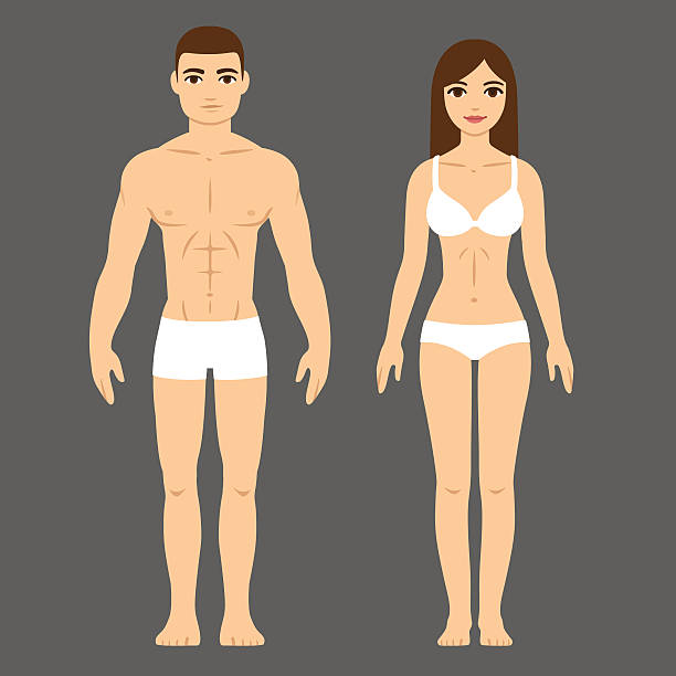 illustrazioni stock, clip art, cartoni animati e icone di tendenza di uomo e donna corpo - body building human muscle male body