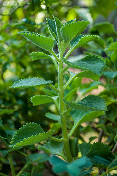 istock Plectranthus amboinicus : Indian Borage 532948392