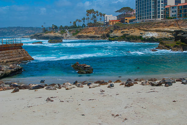 seals and sea lions on San Diego beach at La Jolla