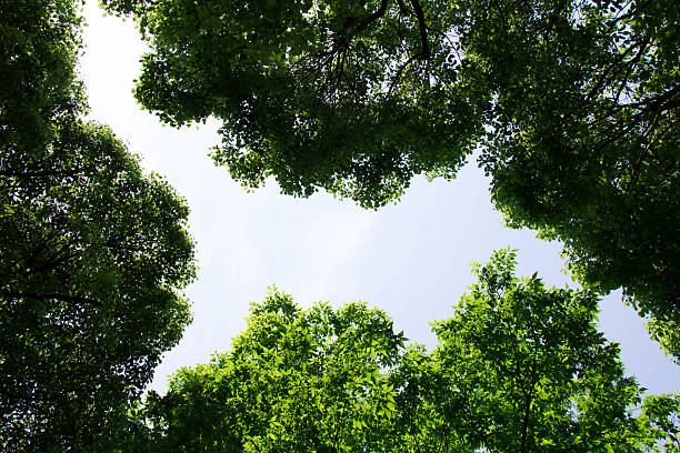 istock Fresh green of sunshine filtering through foliage 532948716