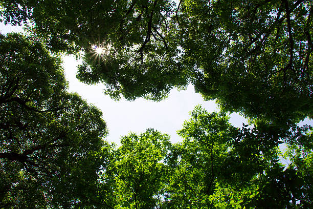 istock Fresh green of sunshine filtering through foliage 532948756