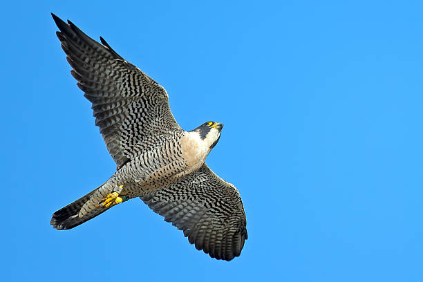 istock Peregrine Falcon in Flight 532950492