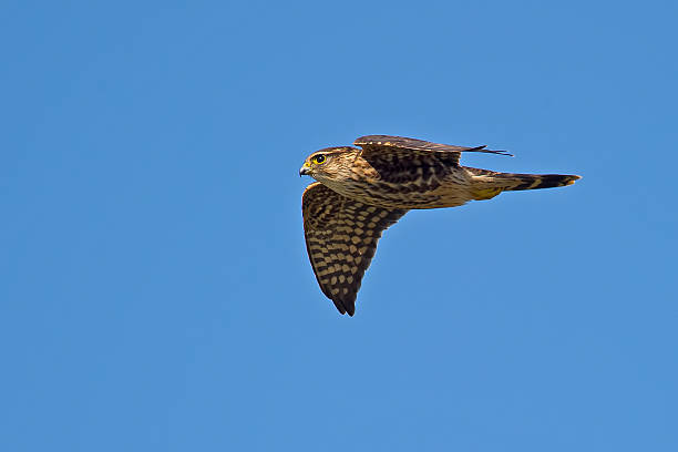 Merlin in Flight Merlin in Flight falco columbarius stock pictures, royalty-free photos & images