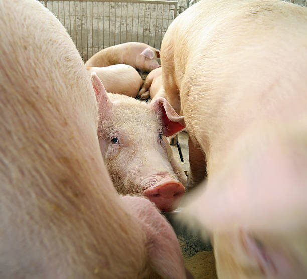 istock piglet in the sty between of other pigs 532950544