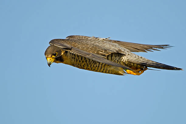 istock Peregrine Falcon in Flight 532950684