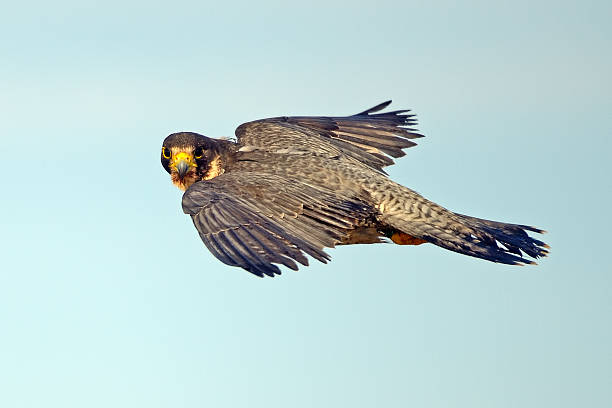 istock Peregrine Falcon in Flight 532950698