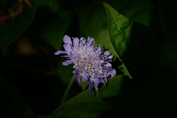 istock Scabiosa Butterfly Blue Flower 532950798