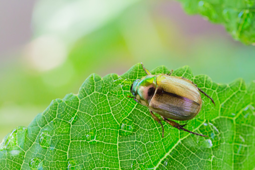 Scarabaeid beetle