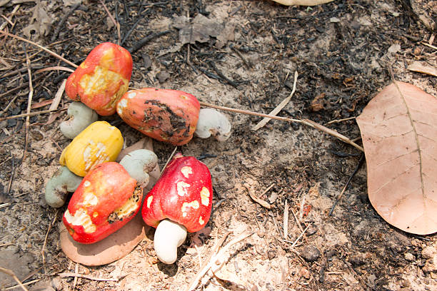 istock Red Cashew nuts harvest and collect all on soil 532951078