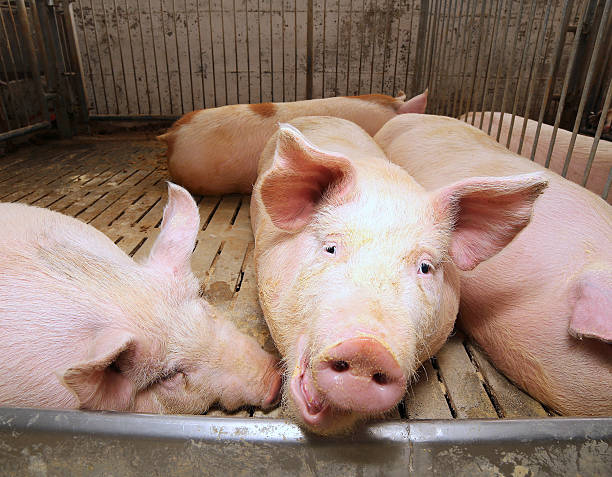 istock fat pigs in a sty on a farm 532951150