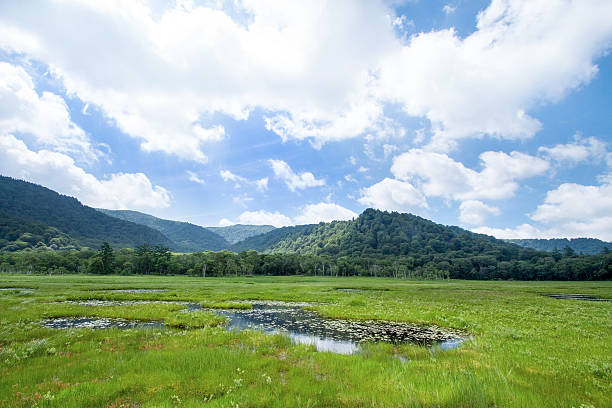 istock Oze national park in Japan 532951492