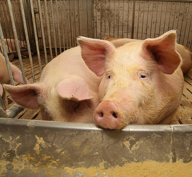 istock fat pigs in a sty on a farm 532952546